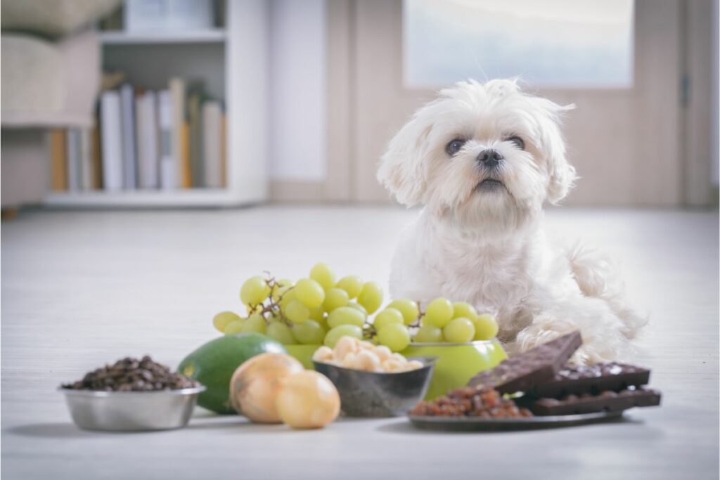 Ein kleiner weißer Hund sitzt vor einigen Lebensmittel die giftig für ihn sind. Darunter: Weintrauben, Schokolade, Avocado, Zwiebeln und Macadamia Nüsse