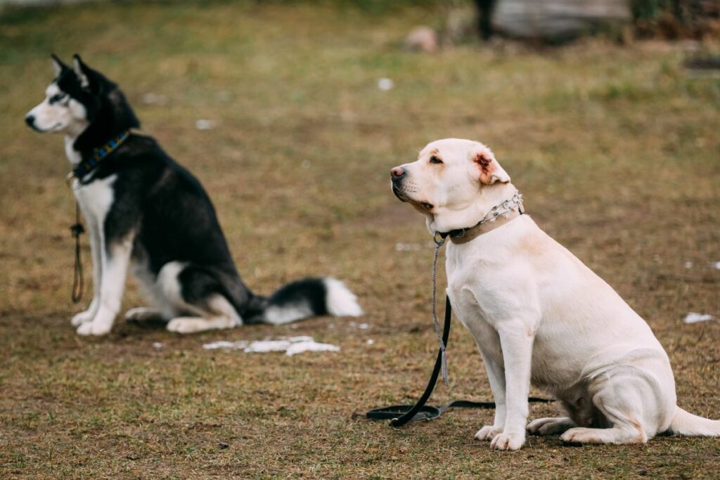 Ein Labrador und ein Husky sitzen nebeneinander auf einer Wiese.