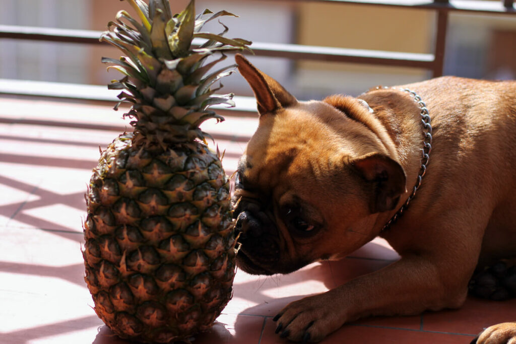 Ein Hund riecht an dem Obst.