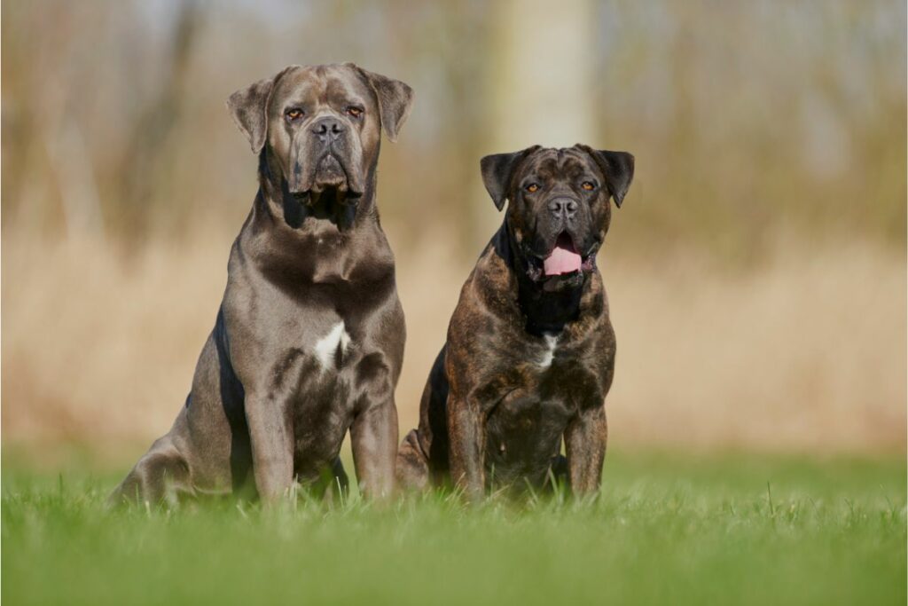 Zwei Cane Corso Italiano sitzen nebeneinander auf dem Rasen. Der linke Hund ist etwas größer. Beide schauen in die Kamera.