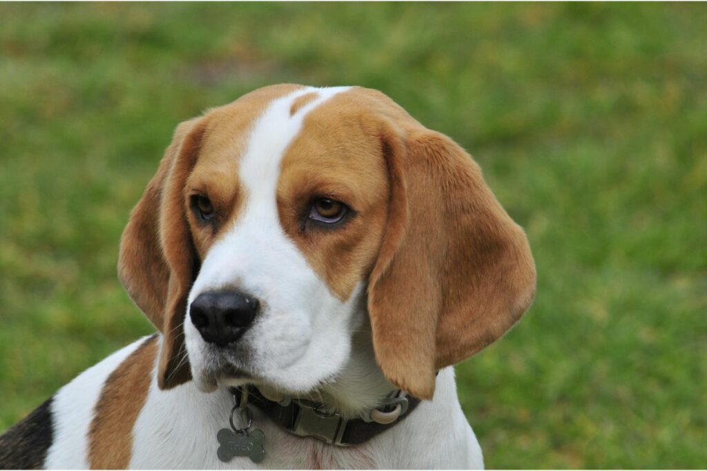 Das Aussehen des Beagle ist einzigartig.
