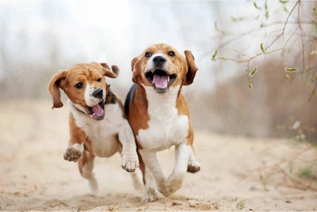 Zwei Beagle laufen nebeneinander und spielen
