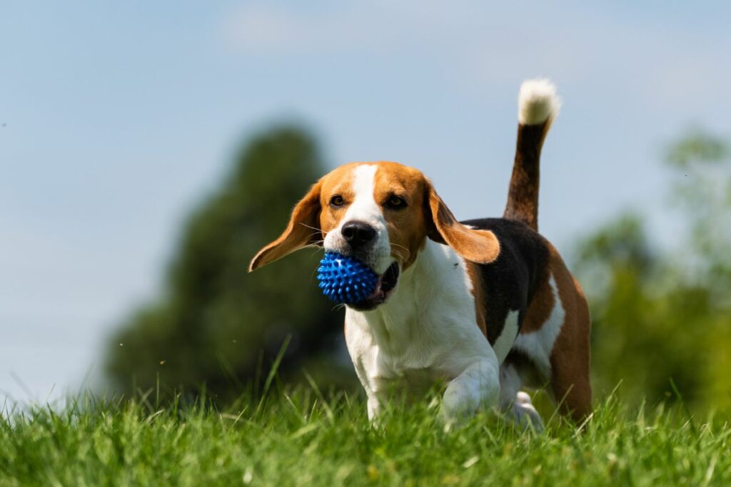 Ein Beagle läuft über eine Wiese und hat ein Ball im Maul.
