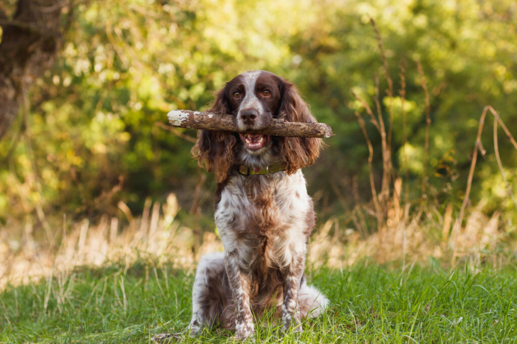 Cockerspaniel-Hund hält einen Baumstamm in der Natur