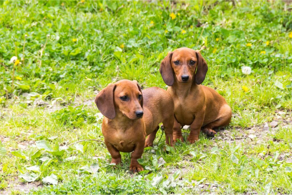 Zwei Hunde sitzen nebeneinander auf einem Grasfeld.