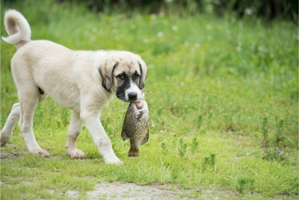 Diese Fischsorten darf dein Hund nicht essen