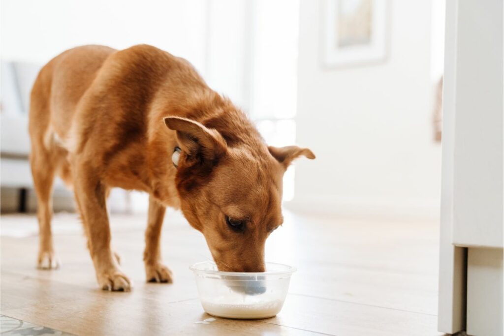 Diese Milchprodukte dürfen Hunde nicht essen