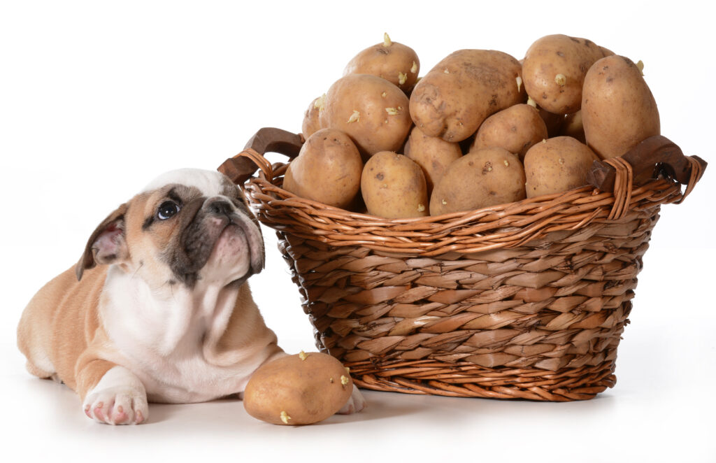 Bulldogge neben einem Korb mit Kartoffeln liegend