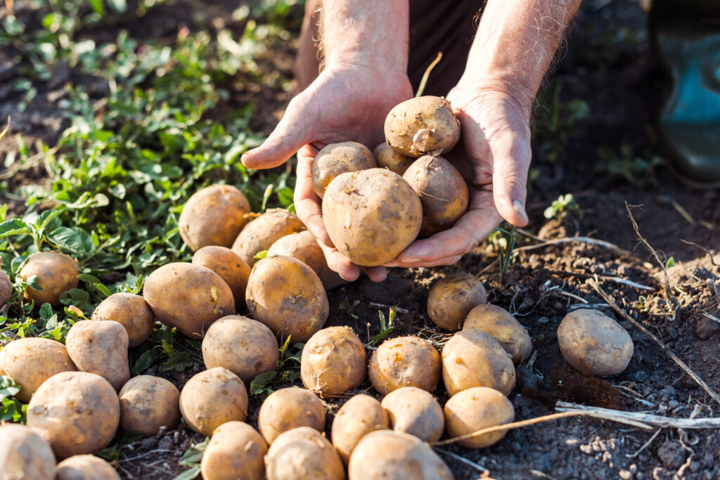 Bauer mit einem Haufen frisch geernteter Kartoffeln