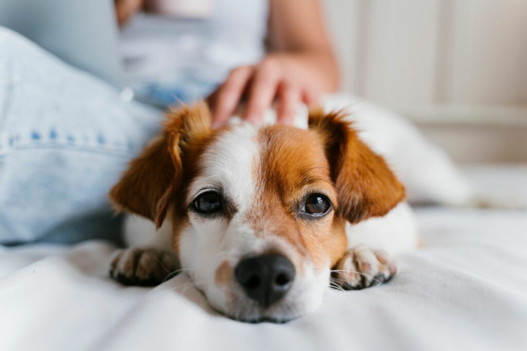 Grützbeutel sind meist harmlose Hautzysten, die deinem Hund keine Schmerzen bereiten. 