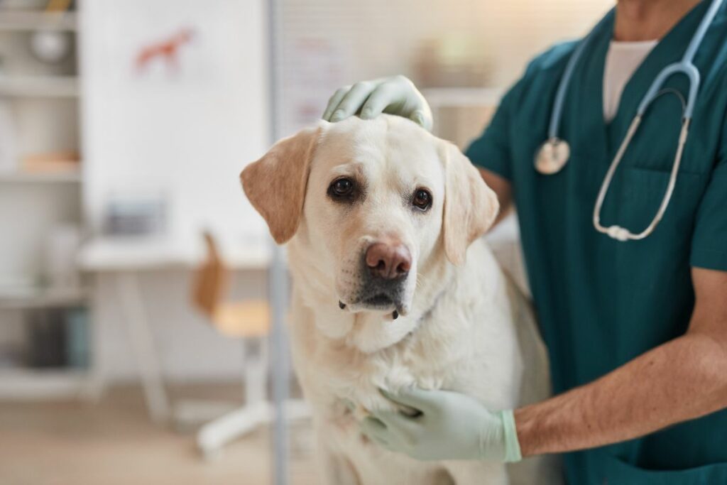 Grützbeutelbehandlung beim Tierarzt