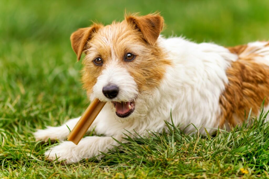 Mit den richtigen Kauartikel die Mundhygiene deines Hundes verbessern und den Juckreiz am Maul lindern.