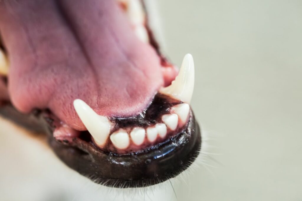 Zahnprobleme können ständiges Kratzen am Maul bei Hunden verursachen. 