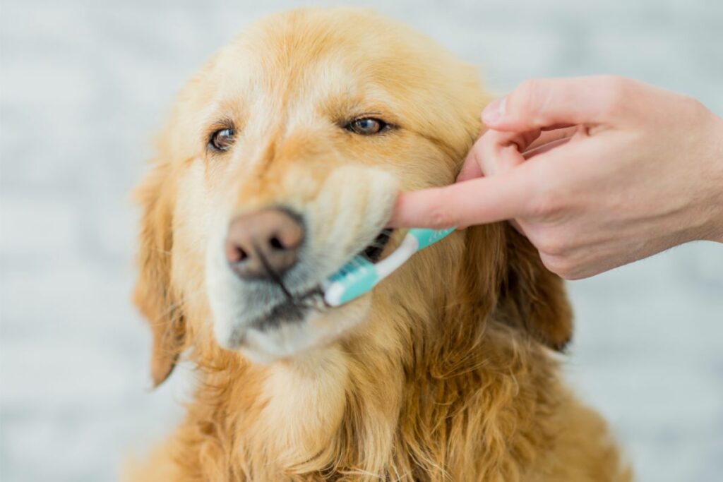 Zahnpflege gegen ständiges kratzen am Maul bei Hunden.