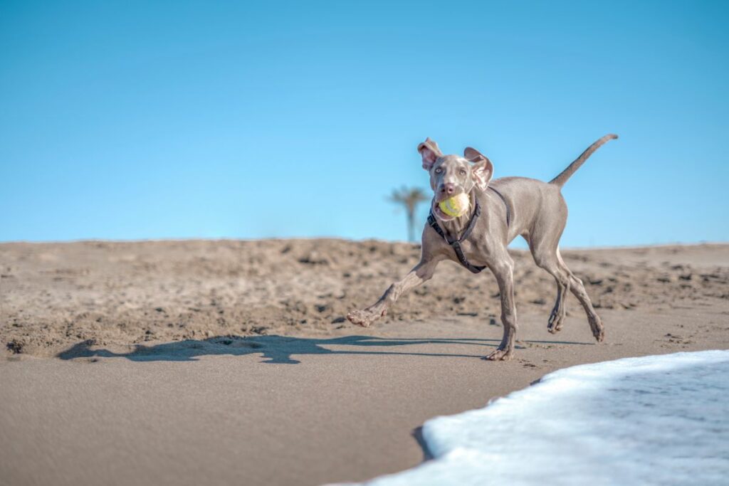Ein Hund läuft am Strand und spielt mit einem Ball.