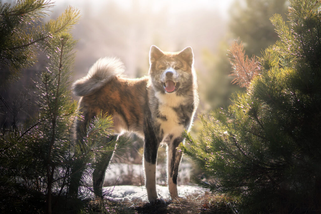 Akita inu Hund in einem Wald.