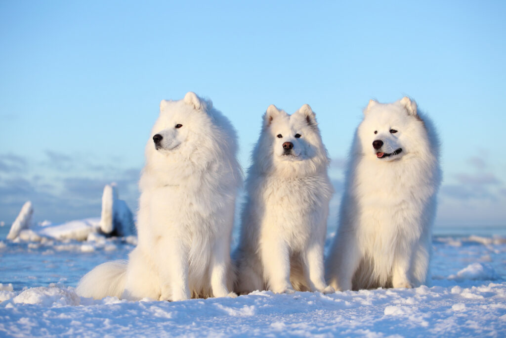 Weiße flauschige Samojeden-Hunde, die in Schnee und Eis sitzen.