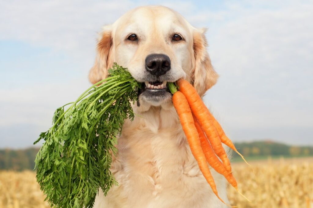 Hunde und Gemüse