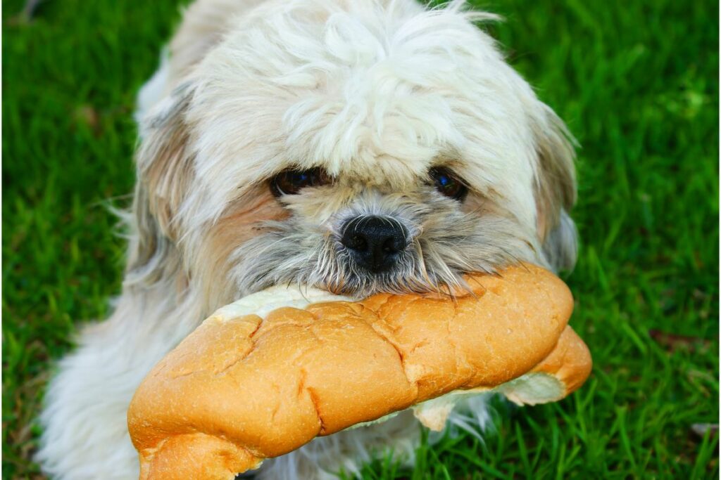 Ist Brot für Hunde geeignet?