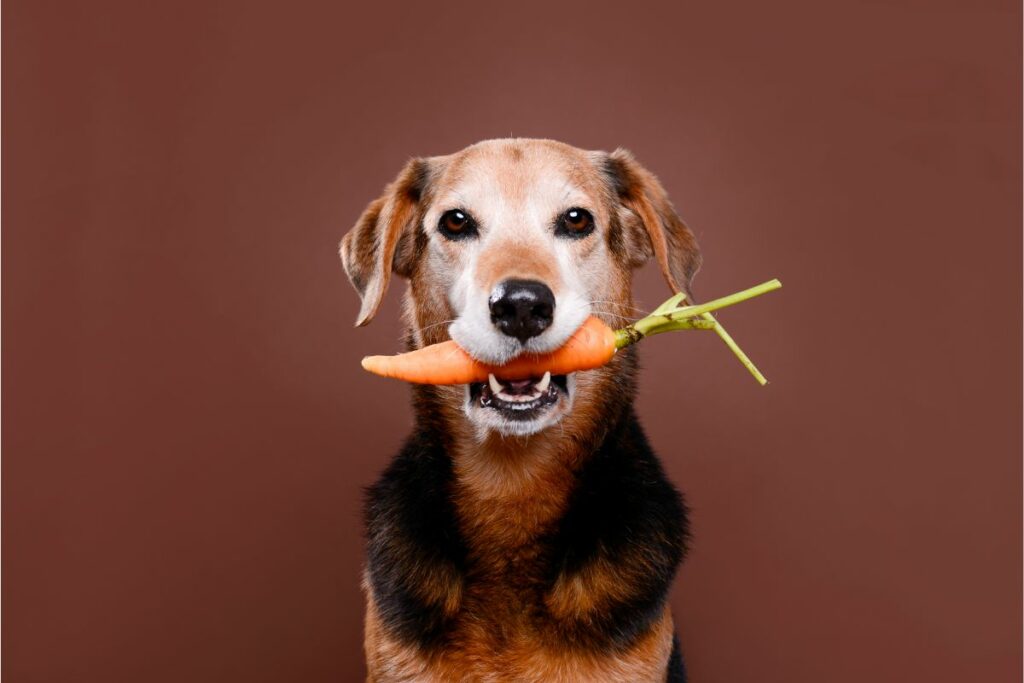 Sind Karotten sicher für Hunde?