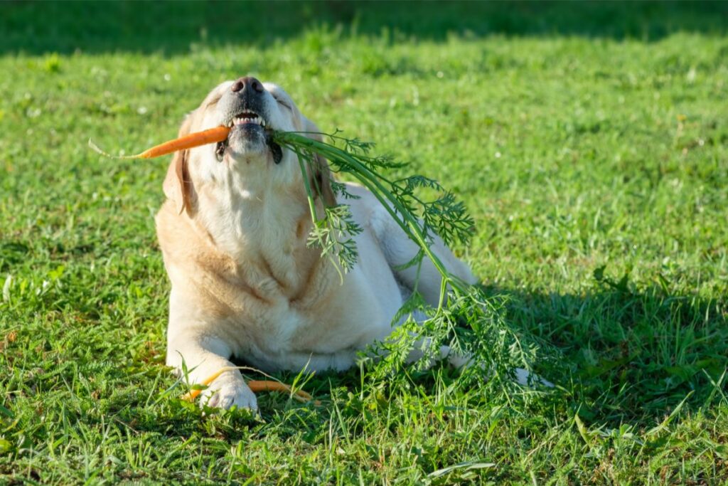 Mögliche Risiken von Karotten bei Hunden