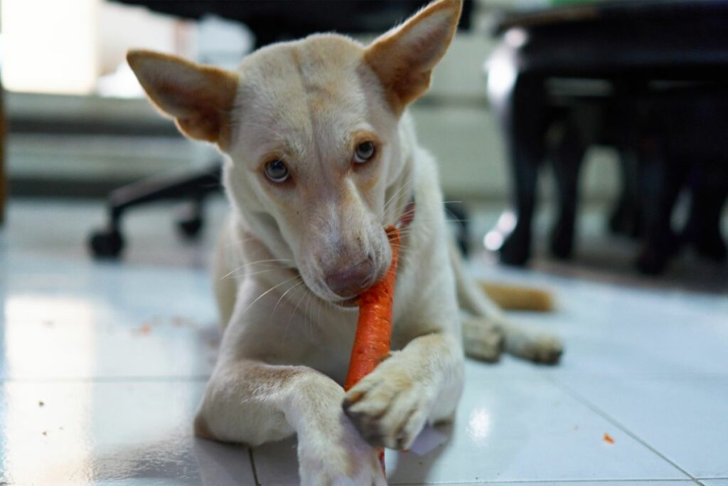 Vor- und Nachteile von Karotten für Hunde