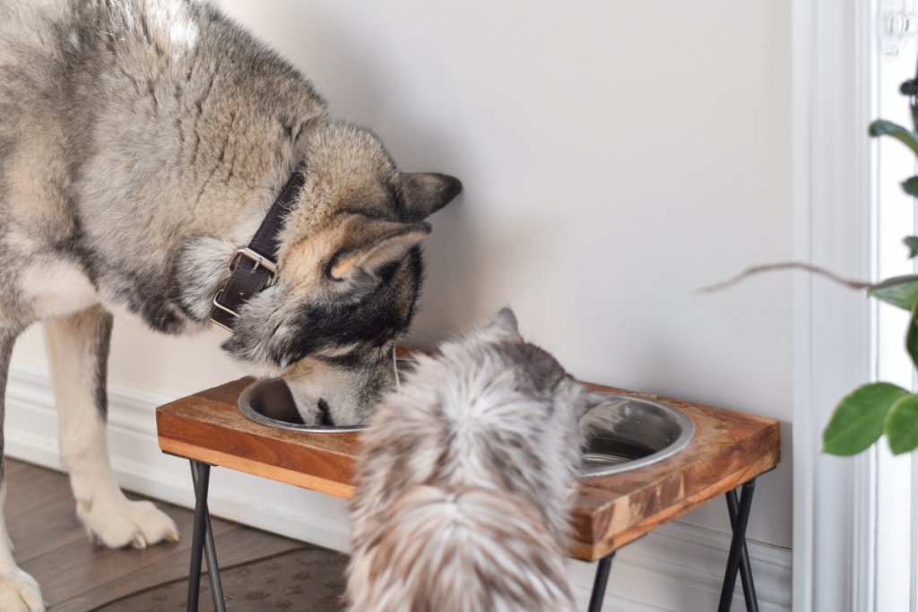 Hund und Katze fressen gemeinsam aus Schüsseln