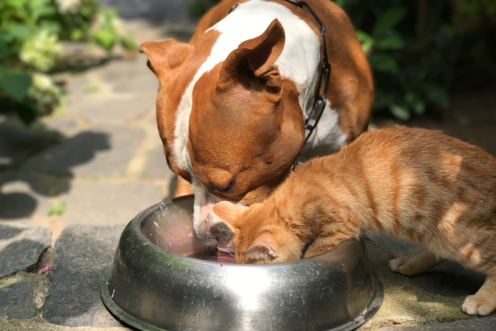 Hund und Katze fressen gemeinsam aus einer Metallschüssel
