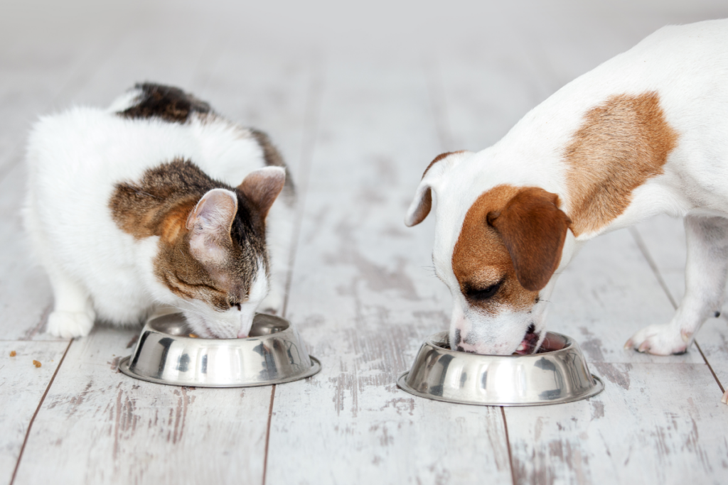 Hund und Katze fressen aus nebeneinander stehenden Schüsseln