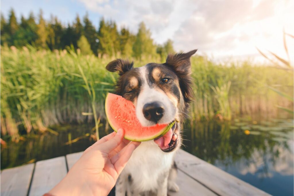 Vorteile von Melone für Hunde