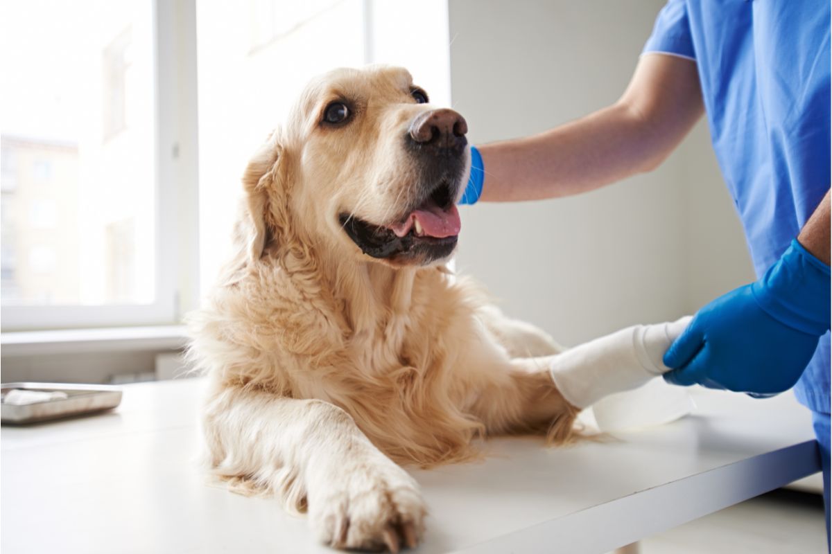 Alkalische Phosphatase Beim Hund Erhöht www.luckypets.de