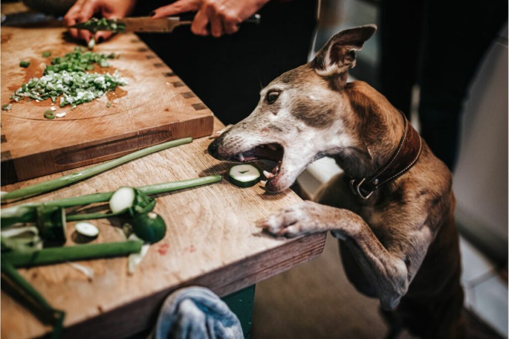 Wie viel Gemüse dürfen Hunde essen?