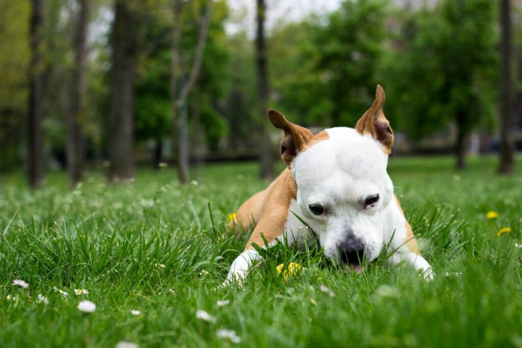 Auswirkungen von Grasfressen bei Hunden