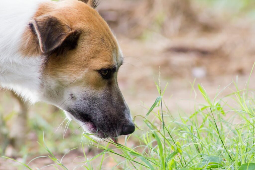 Warum frisst Hund Gras?