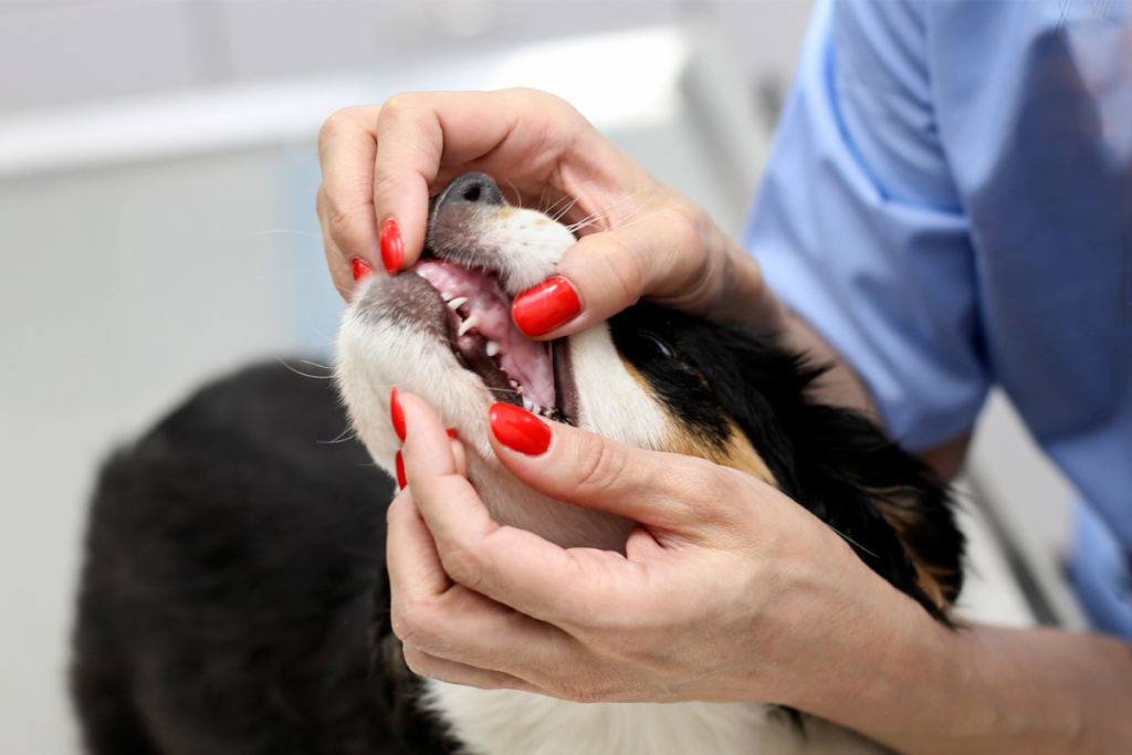 Tierärztin untersucht Zähne eines Hundes