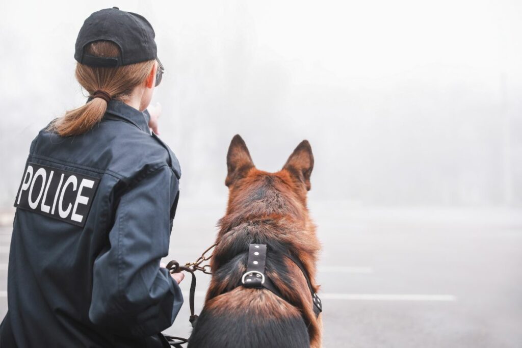 So läuft die Adoption von Polizeihunden.