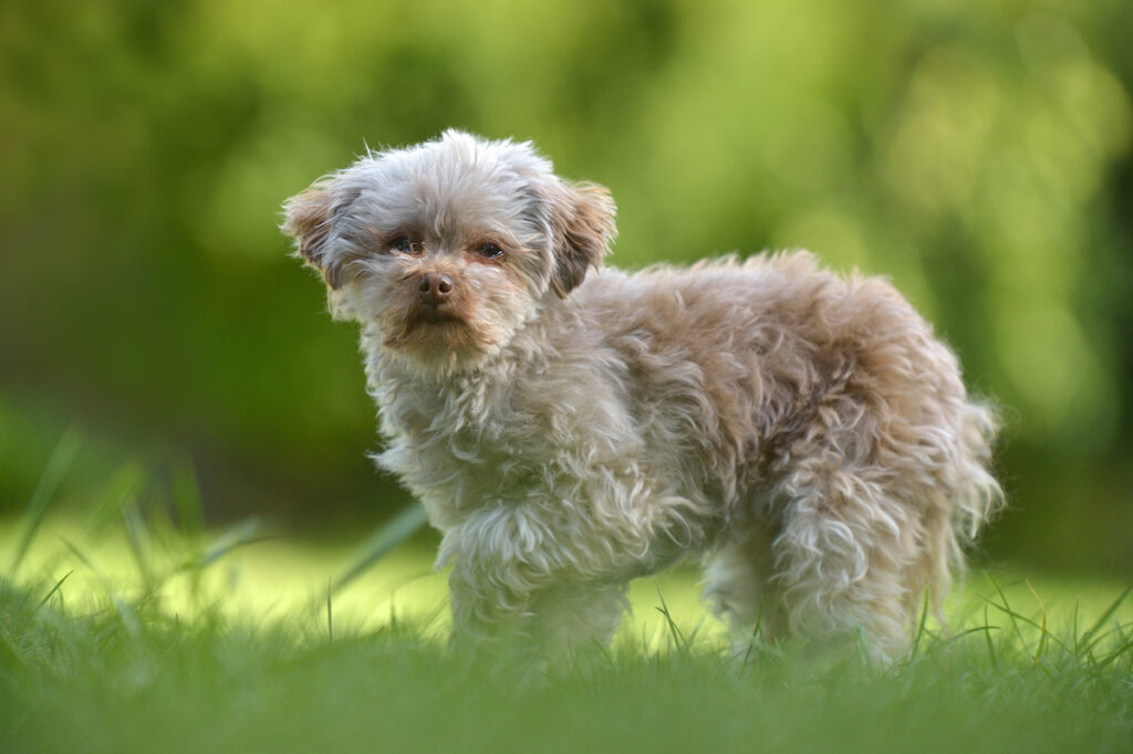 Cremefarbener Bolonka Zwetna Hund steht im Gras.