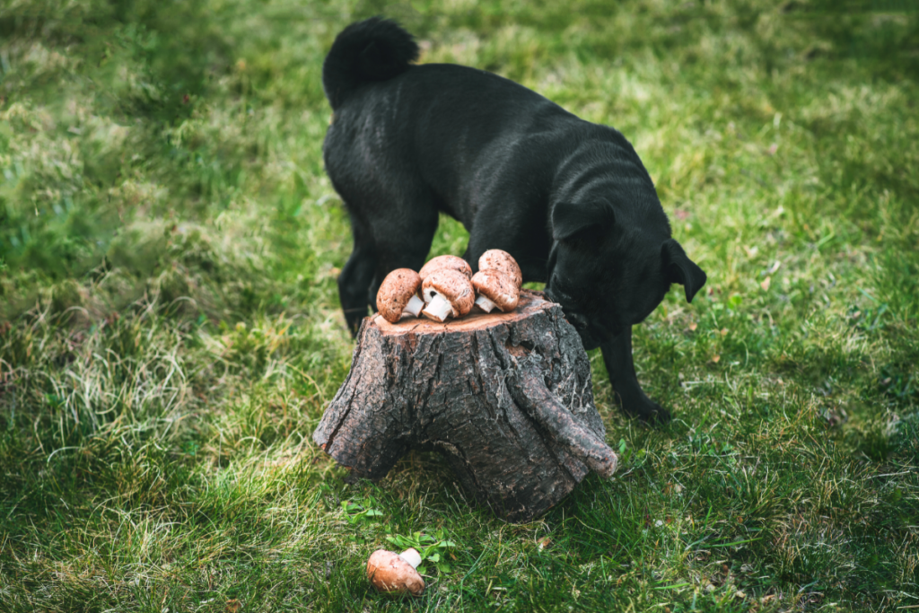 Schwarzer Hund schnüffelt in einem Wald an gesammelten Champignons