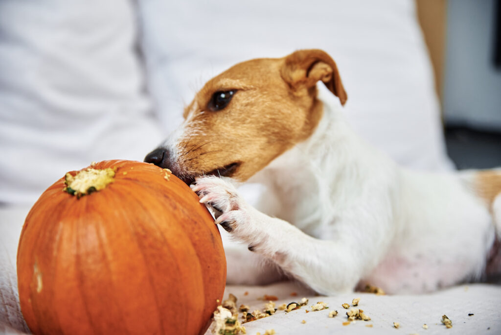 Jack Russell Terrier Hund nagt an orangefarbenem Kürbis