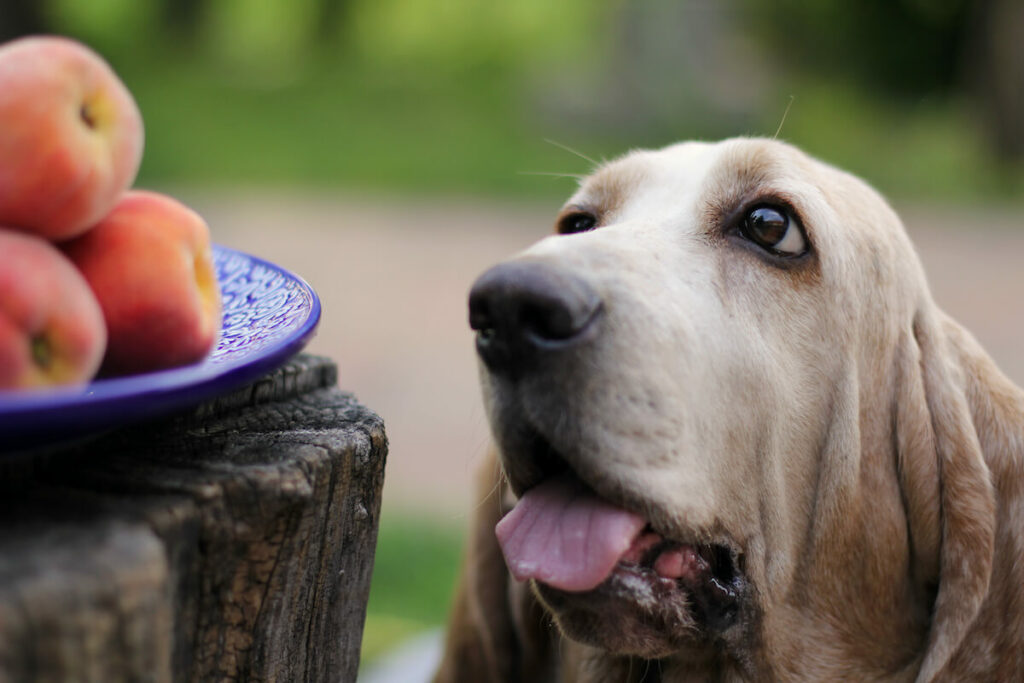 Pfirsiche für deinen Hund – Was du wissen musst