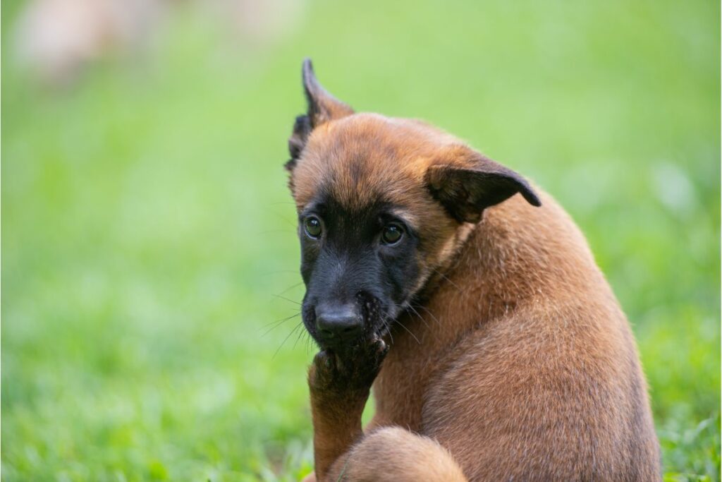 Wenn Dein Hund sich kratzt: Ursachen von Juckreiz verstehen