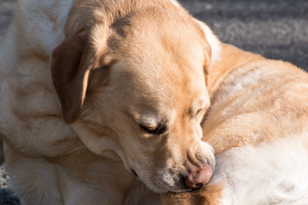 Mögliche Risiken und Nebenwirkungen von Lorano bei Hunden