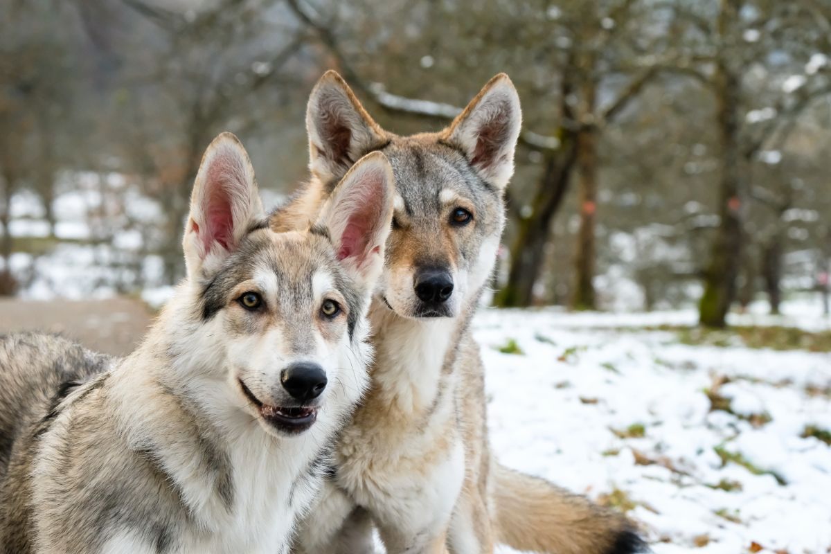 Wolfhunde: Ein Überblick über die Rassen